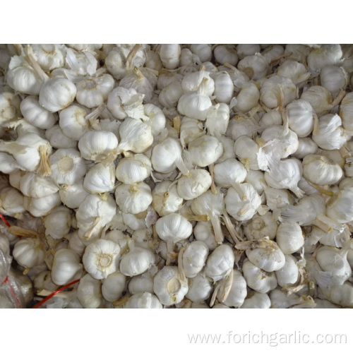 Good Quality Pure White Garlic Crop 2019